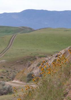 A road runs through Turney Hills in California with yellow flowers and brown grasses.Photo by BLM.
