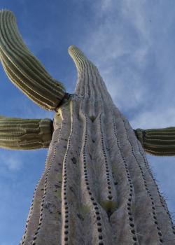 Looking upwards at a large green and brown saguaro cactus with three arms curving upwards from the trunk. 