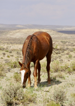 Horse