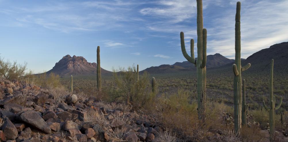 Cactus dominate the photo of a rocky desert area