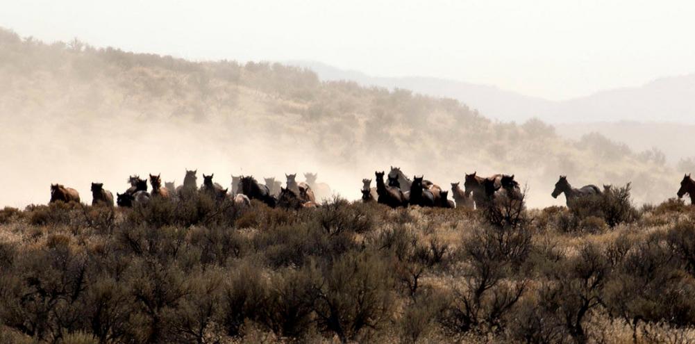 A herd of horses kicking up a large dust cloud running in the brush