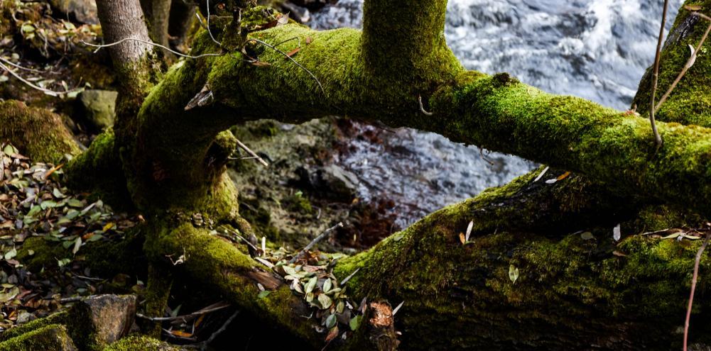A moss covered tree branch with leaf litter on it, reach from the side of the river just over the water