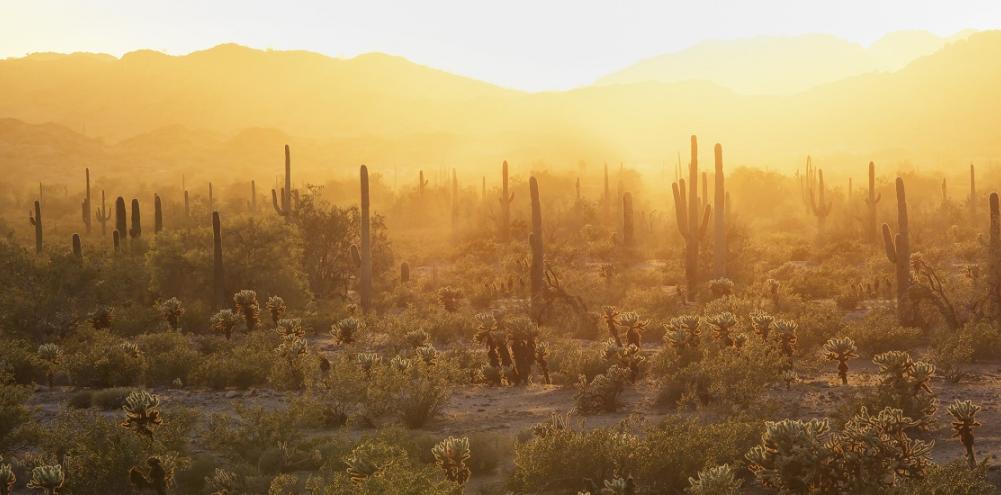 a brilliant orange desert sunset with a forest of saguaro and spiny cholla 