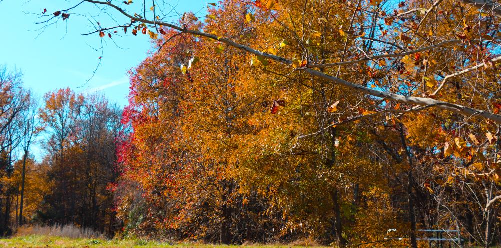 Meadowood Special Recreation Management Area