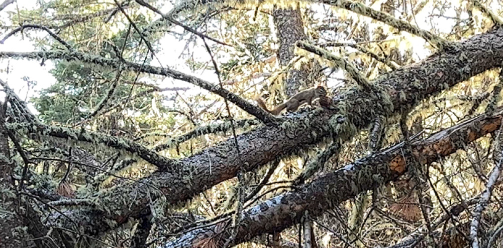 A squirrel carries a large pine cone across a downed tree. 