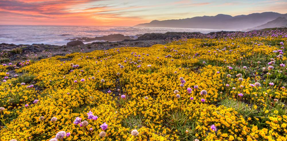 Flowers along the coast under a purple sunset
