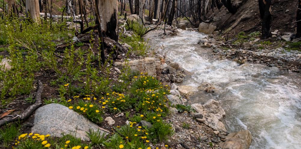 A stream makes it's way down a hill between rocks and trees.