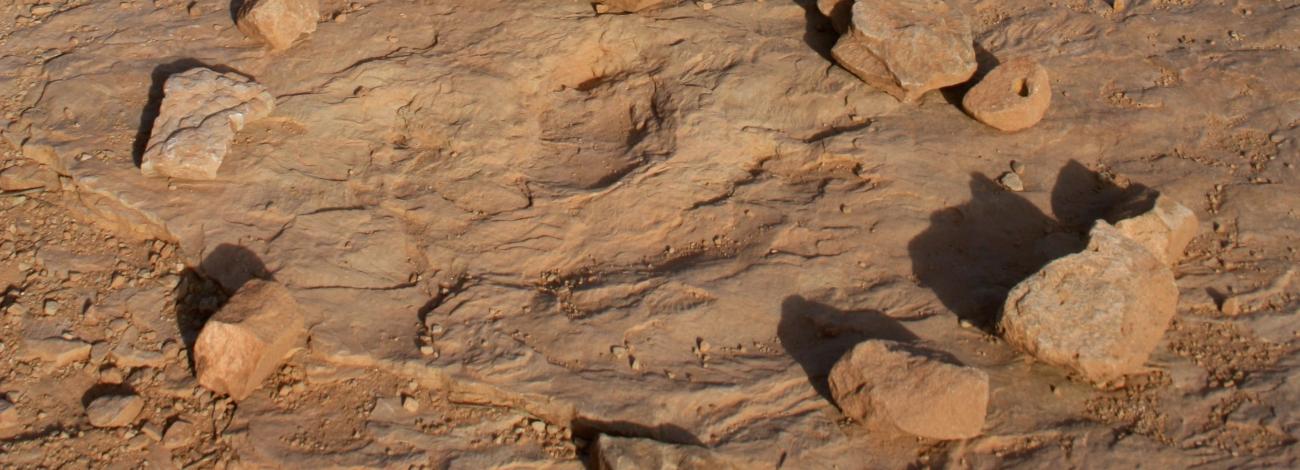 Dinosaur track in sandstone