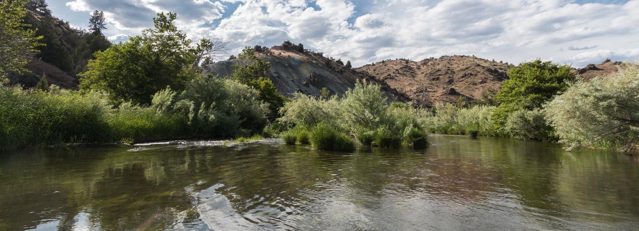 A shallow river flows through dense green shrubs and grasses with rocky, dry hills rising in the background under a bright sky with scattered clouds.