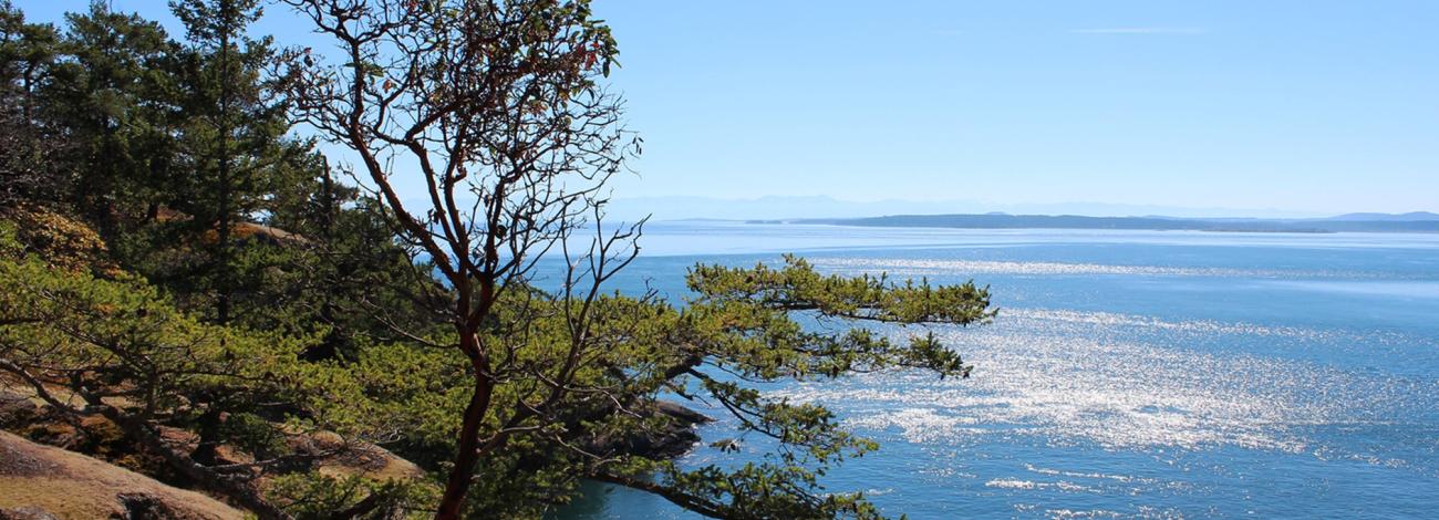 Coastal cliffside with windswept trees overlooking a calm blue ocean, with sunlight reflecting on the water and distant landforms on the horizon.