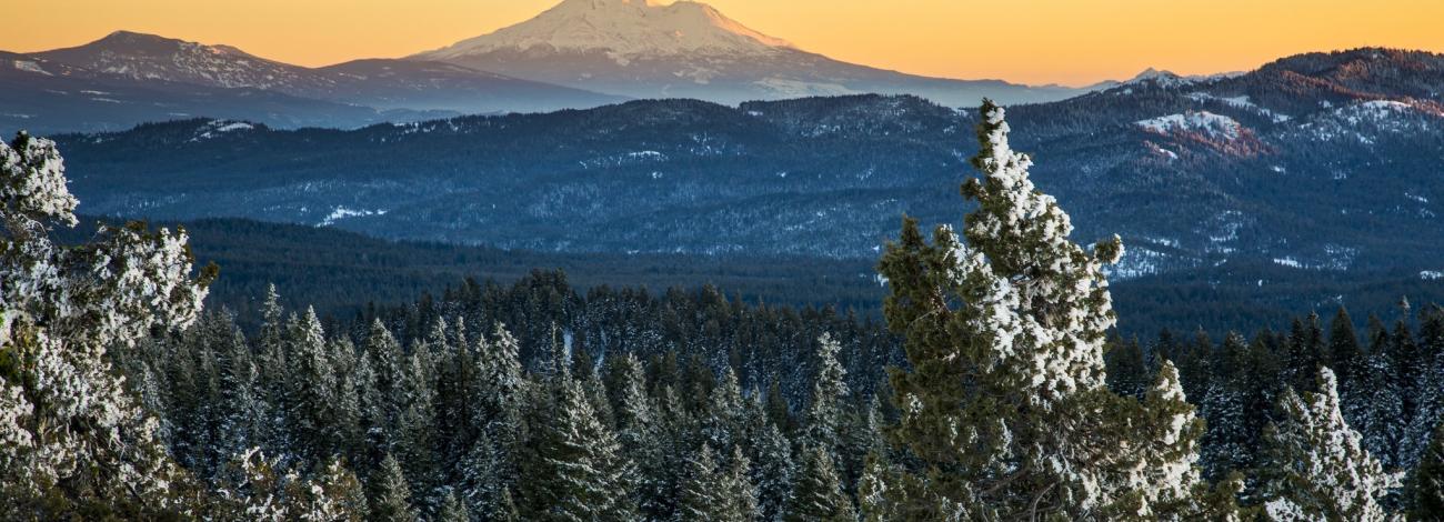 snowy peaks with fir trees