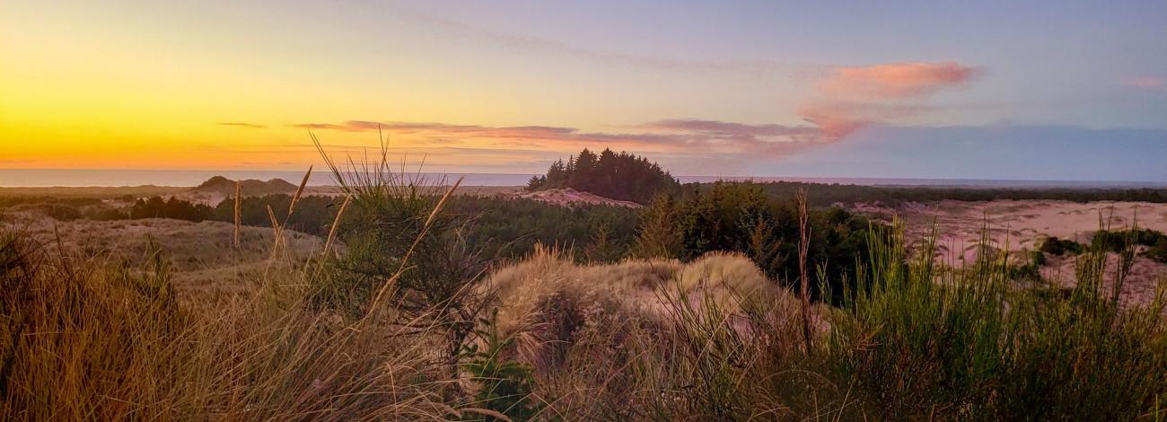 Coastal sand dunes and grasses at sunset overlooking the ocean.