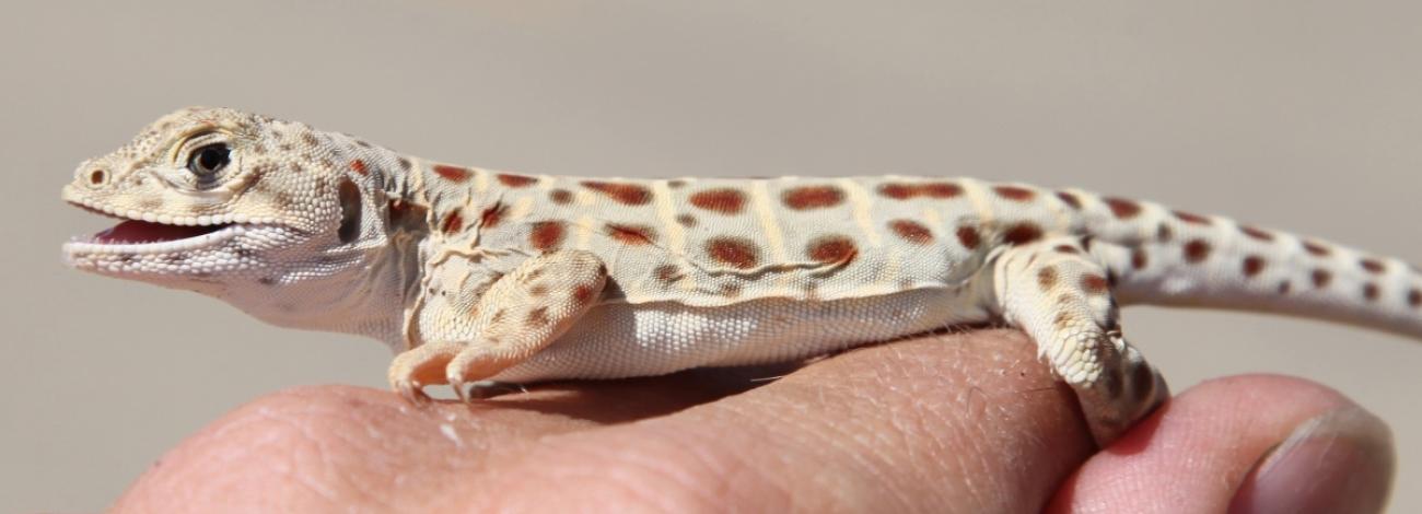 Baby leopard lizard sits on a hand. Photo by Michael Westphal.