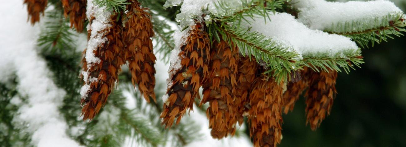 Close up of pine cones on snow covered branch.