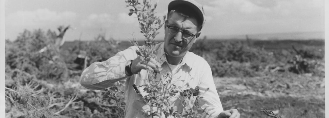 Black and white photo of a Range Conservationist examining a mahogany near Canon City, 1958
