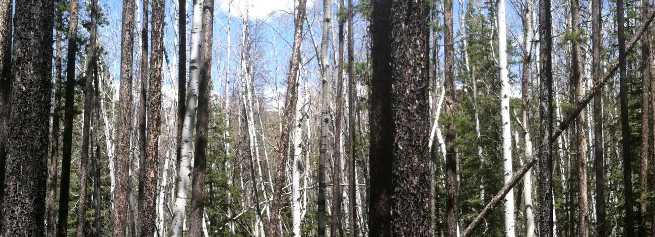 Aspen Stand with Conifer Encroachment in the North Fork Project Area