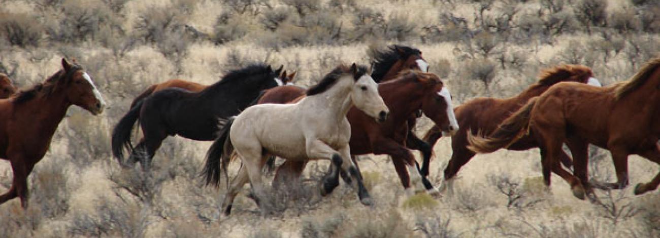 Horses running on a plain. 