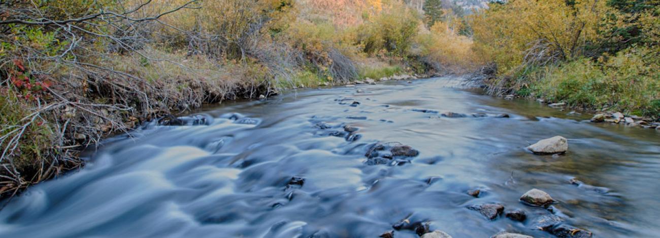 E_ForkBlacktailDeerCkWSA4_BobWick