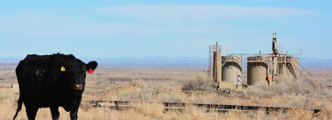 A cow stands in front of an oil well.