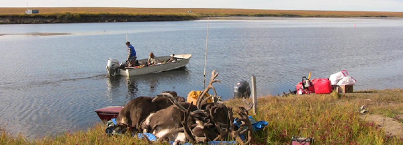 Caribou carcass and meat along with pile of gear waiting to be picked up by approaching hunters in a boat on the river
