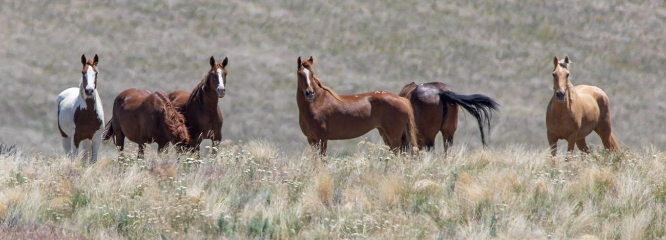 Horses on the Range