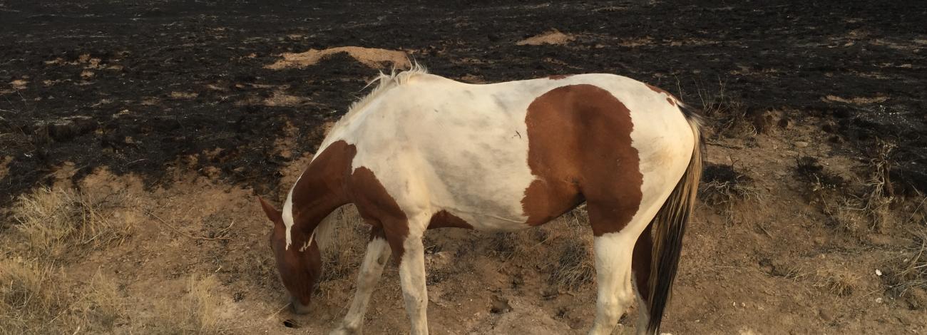 Horse standing on burned landscape