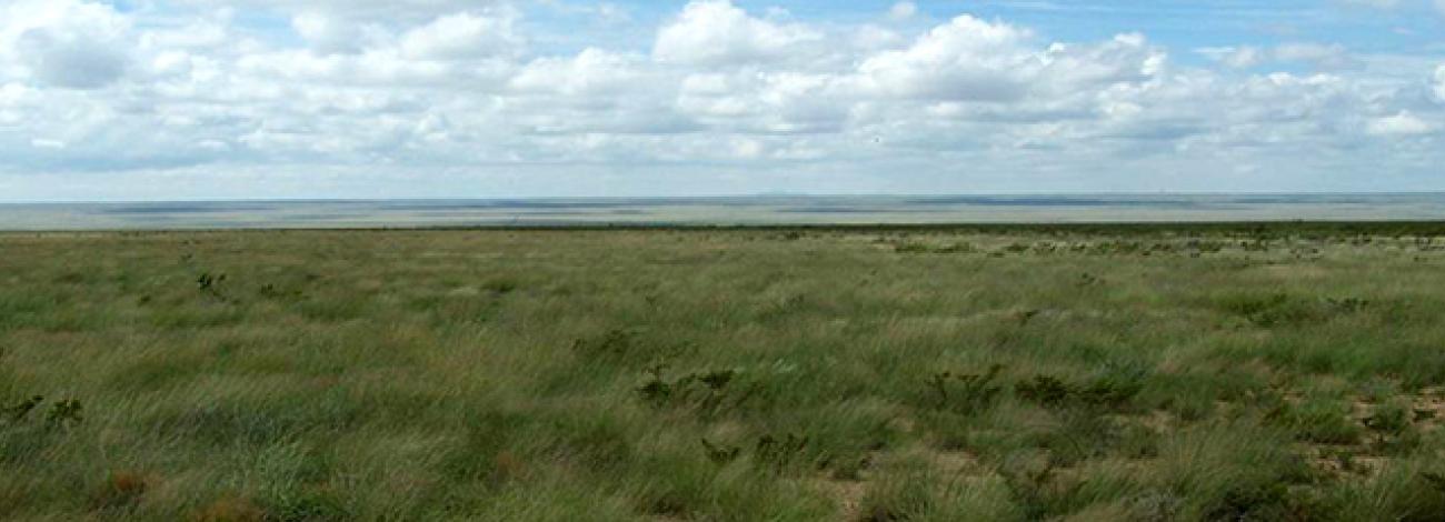 A wide view of the McGregor Range with native grasses in the foreground and light cloud cover.