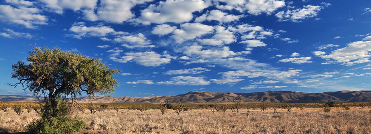 A solitary tree stands in the plains with low mountains in the distance under a party cloudy sky.