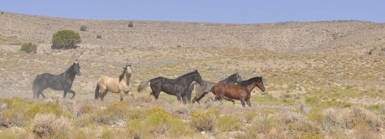 Over a two-day time frame, 100 horses were released back onto the range as a part of the horse behavior and ecology research study. Photo by Lisa Bryant. 
