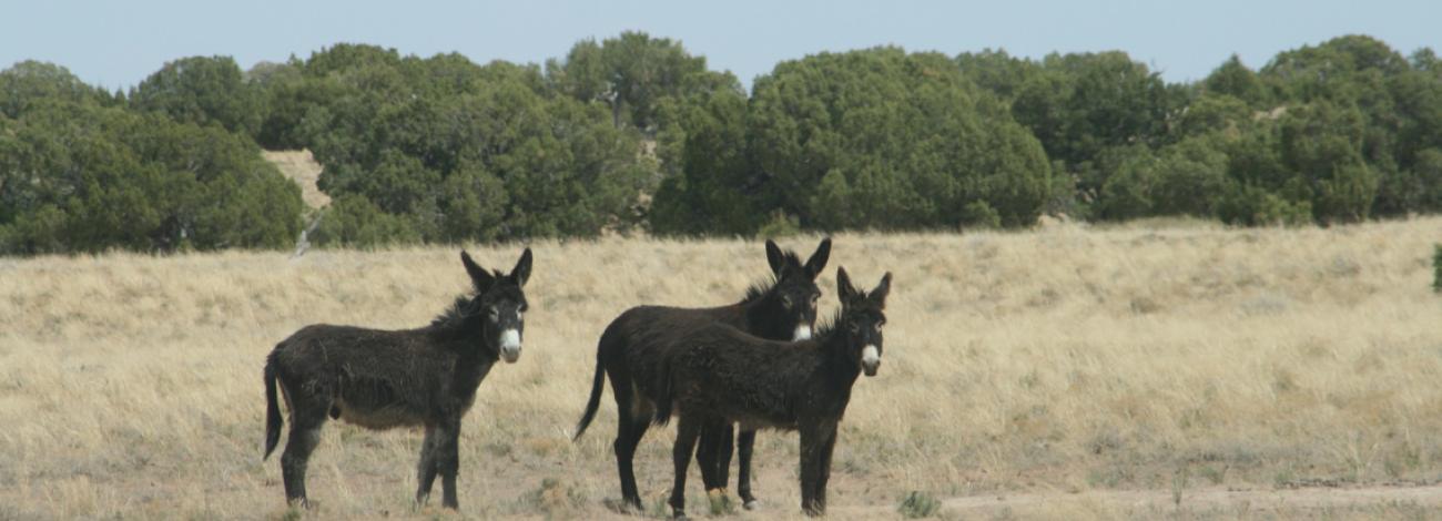 Burros looking at photographer