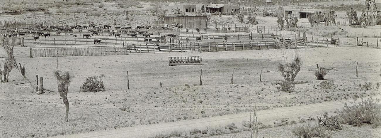 Cattle roam around in fences at a ranch.