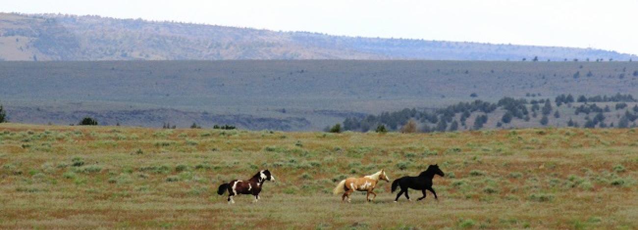 Wilderness Study Area