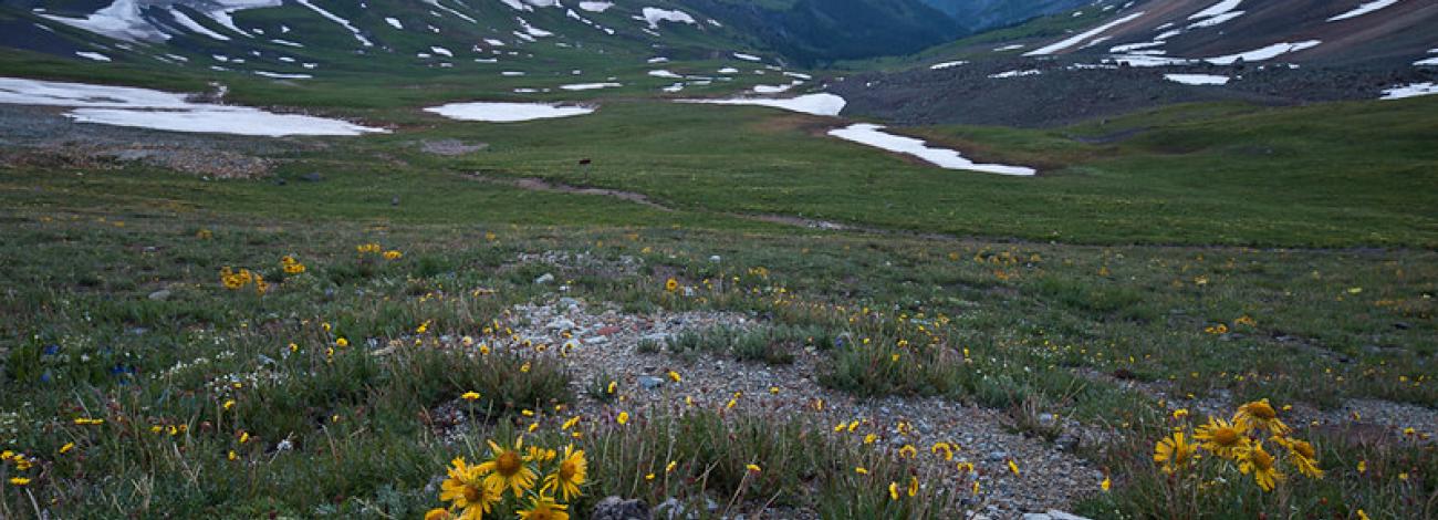snow capped mountains with wildflowers