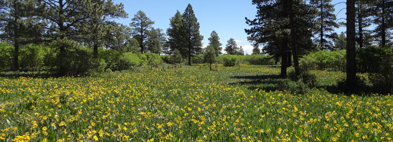 yellow flowers in a field with large trees in the background