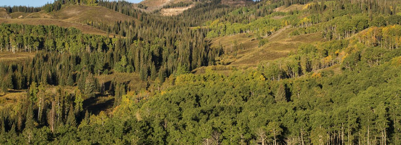 Forested mountain-side in Castle Peak Wilderness Study Area