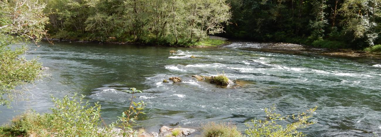 The McKenzie river in the summer.