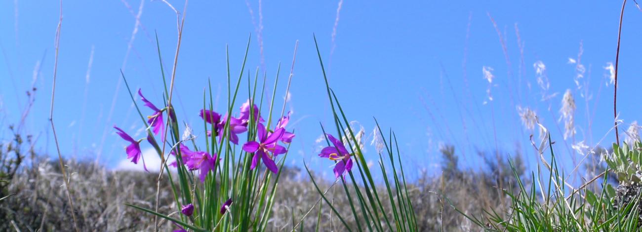 Spring wildflowers of the Cowiche Canyon Trail System 