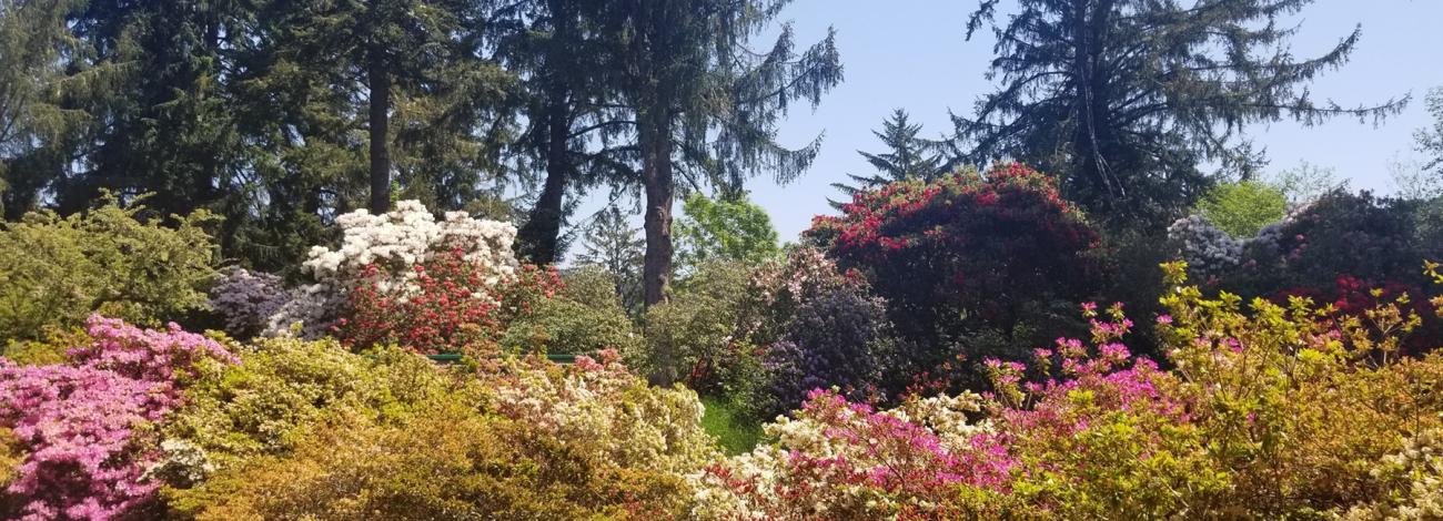 Brightly colored plants and bushes found at Hinsdale Garden