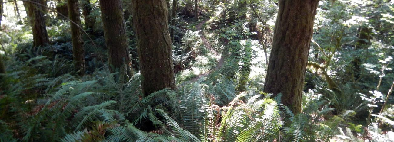 Verdant scene along the Old Growth Ridge Trail