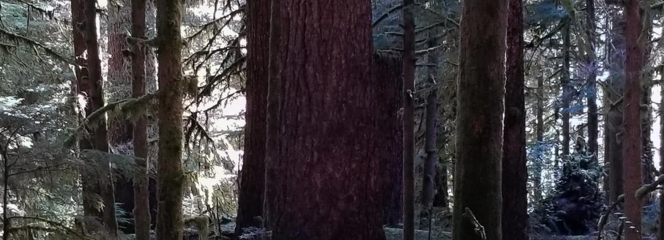 View of massive trees in a forested setting. 