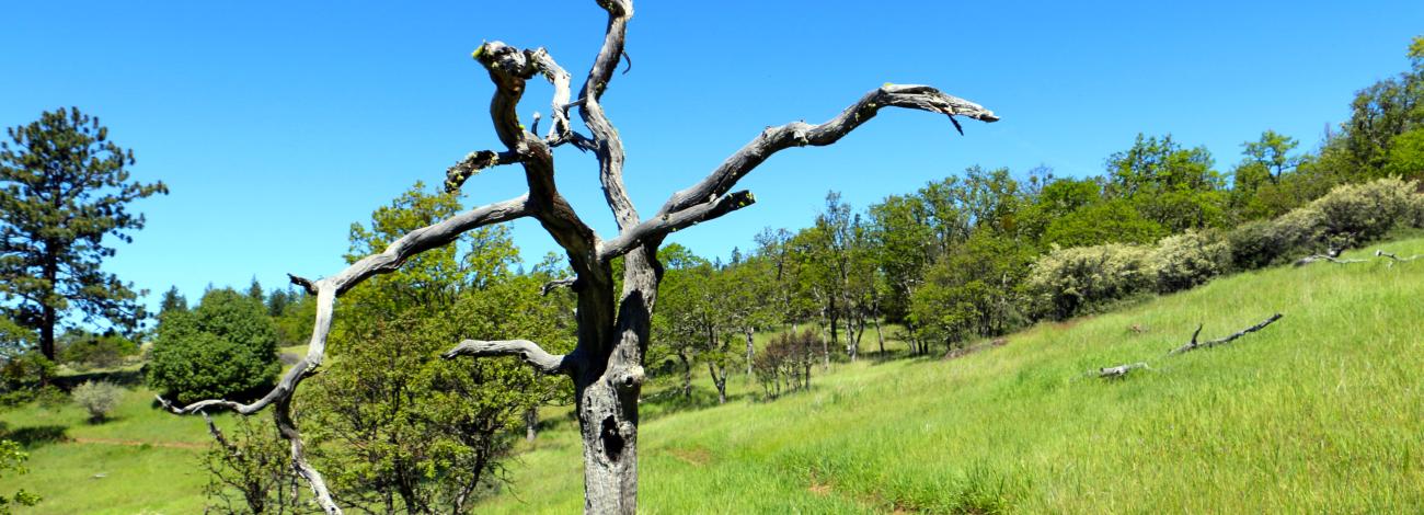 Trailside snag along the East Applegate Ridge Trail.