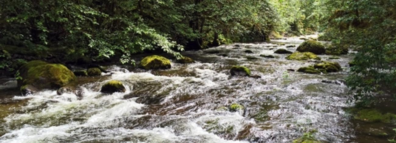 Elkhorn Creek Wild and Scenic River