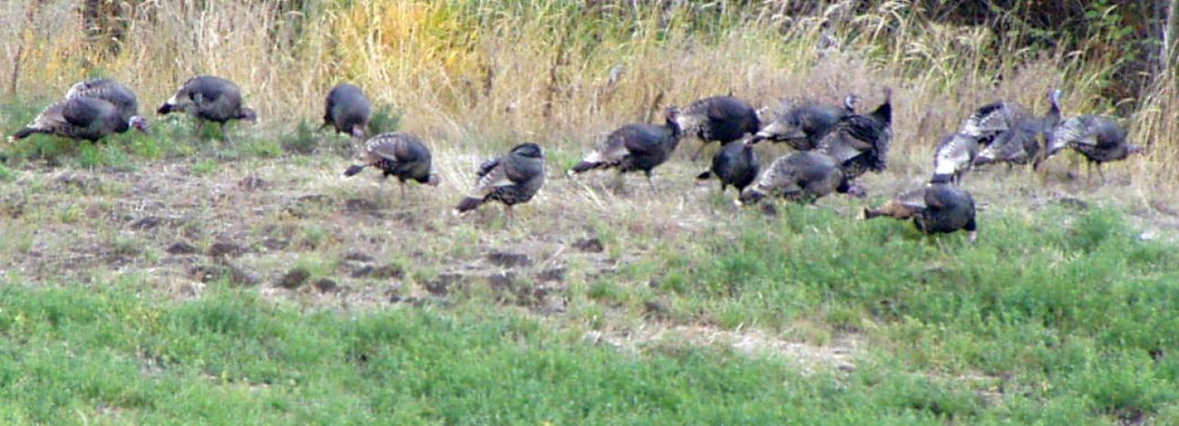 South Huckleberry Mountains wildlife