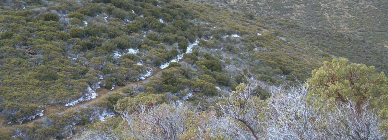 Snow along Wabayuma Peak Trail