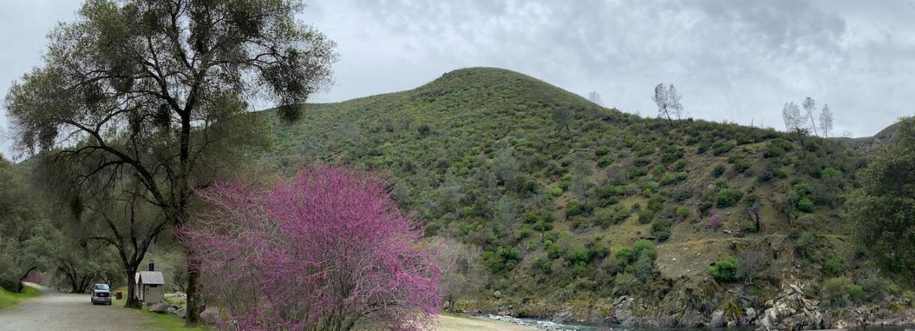 McCabe Flat Campground with Redbud