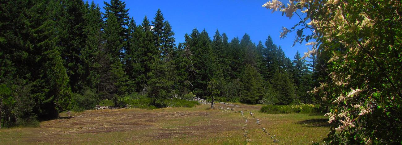 Meadow Along the Baker Cypress Trail.