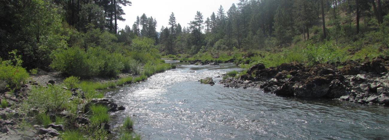 Eight Dollar Mountain & Jeffrey Pine Loop Trail