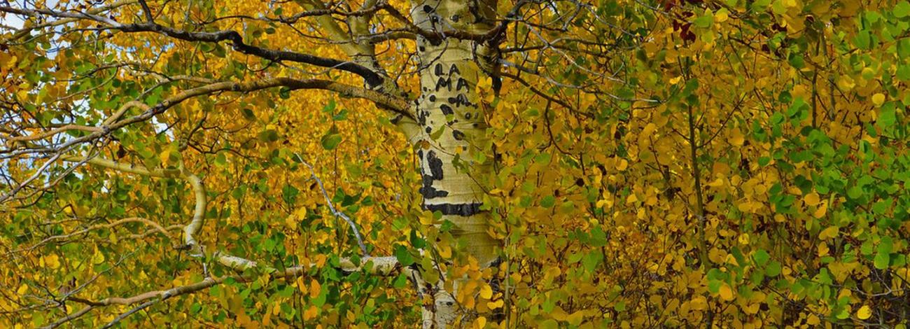 Aspen grove near Jackman Park Campground
