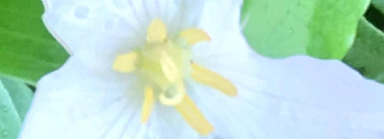 Trillium flower