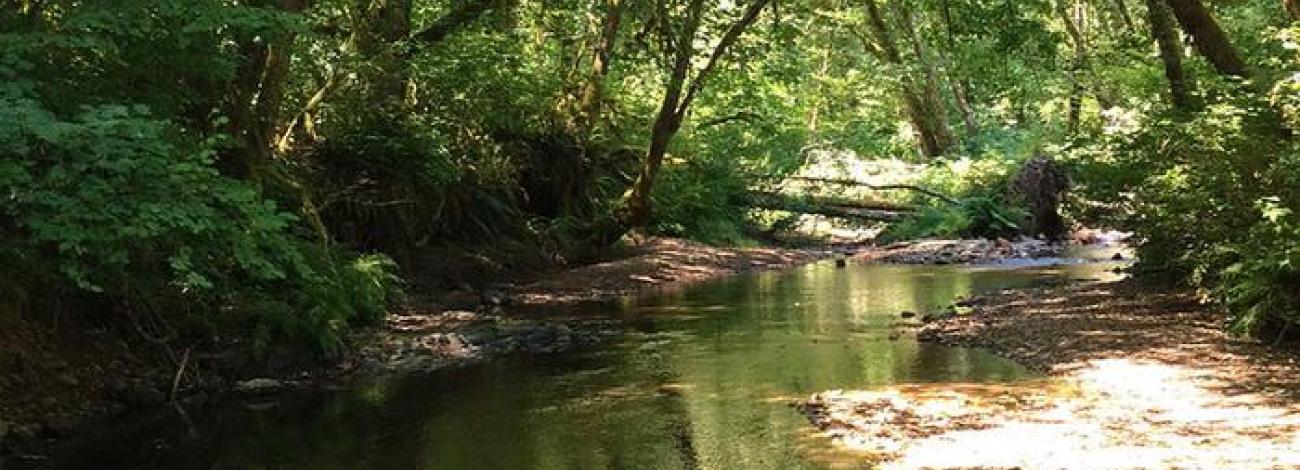Whittaker Creek